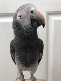 Lost African Grey