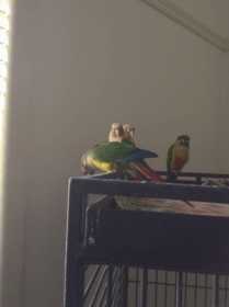 Lost Conure