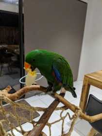 Lost Eclectus