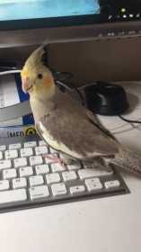 Lost Cockatiel