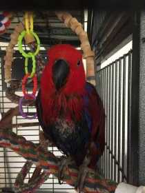 Lost Eclectus