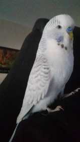 Lost Budgerigar