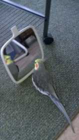 Lost Cockatiel