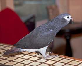 Lost African Grey