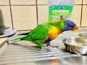 Lost Lory / Lorikeet