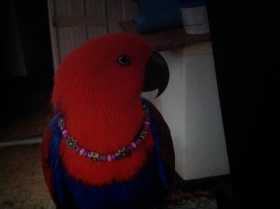 Lost Eclectus