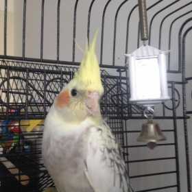 Lost Cockatiel