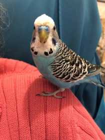 Lost Budgerigar