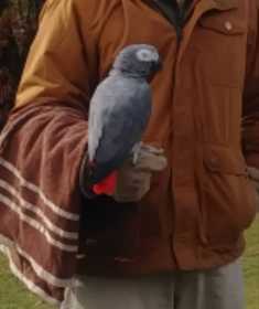 Lost African Grey