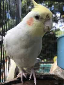 Lost Cockatiel