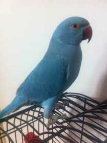 Lost Indian Ringneck Parakeet