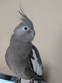 Lost Cockatiel