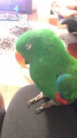 Lost Eclectus