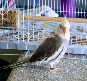 Lost Cockatiel