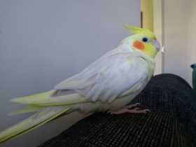 Lost Cockatiel