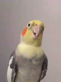 Lost Cockatiel