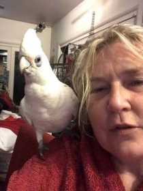 Lost Corella Cockatoo