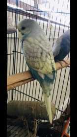 Lost Budgerigar