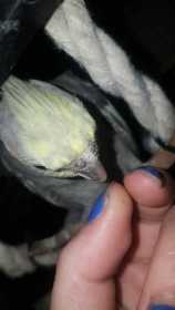 Lost Cockatiel