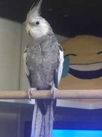 Lost Cockatiel