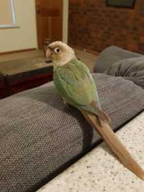 Lost Conure