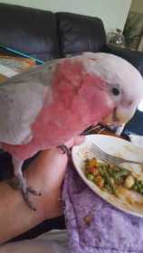 Lost Galah Cockatoo