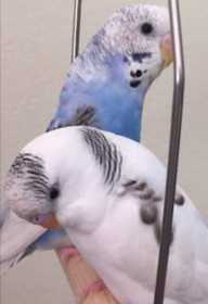 Lost Budgerigar