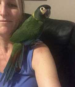 Lost Macaw