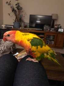 Lost Lory / Lorikeet