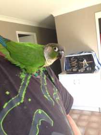 Lost Conure