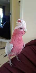 Lost Galah Cockatoo