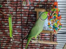 Lost Indian Ringneck Parakeet