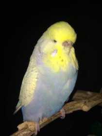 Lost Budgerigar