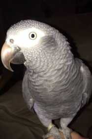 Lost African Grey