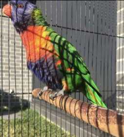 Lost Lory / Lorikeet