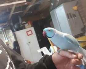 Lost Indian Ringneck Parakeet