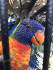 Lost Lory / Lorikeet