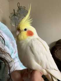 Lost Cockatiel