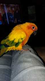 Lost Conure