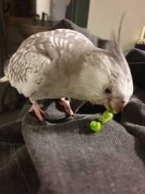 Lost Cockatiel