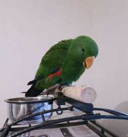 Lost Eclectus