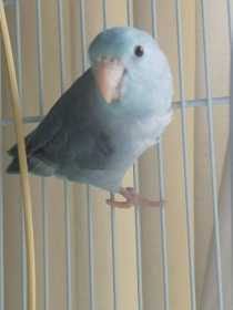 Lost Parrotlet