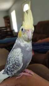 Lost Cockatiel