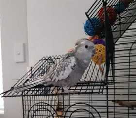 Lost Cockatiel