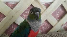 Lost Conure