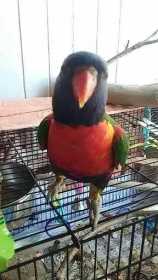 Lost Lory / Lorikeet