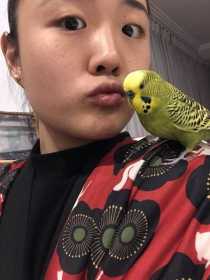 Lost Budgerigar