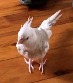 Lost Cockatiel