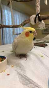 Lost Cockatiel