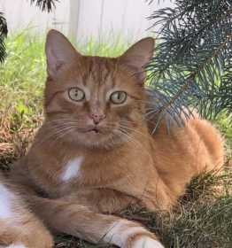 Lost Cat